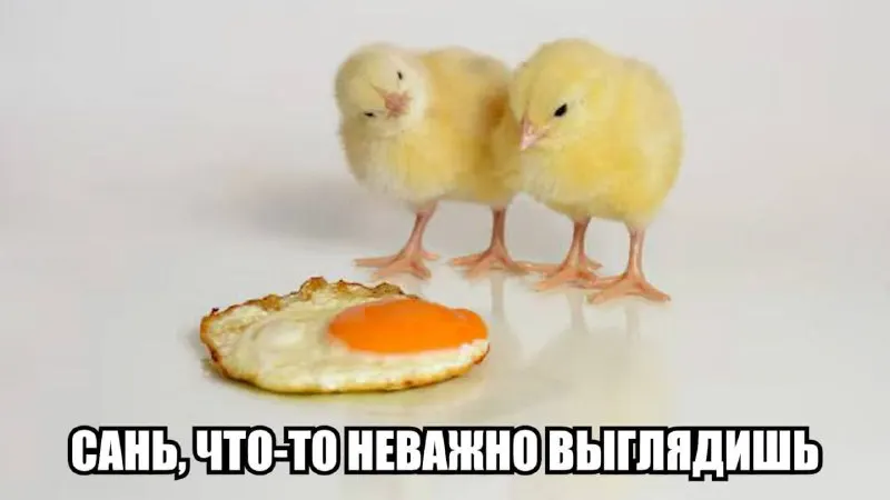 Птицефабрики продлят срок хранения яиц с помощью минерального масла